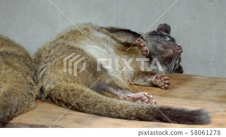 白之神的無保護睡眠 白之神的無保護睡眠 58061278