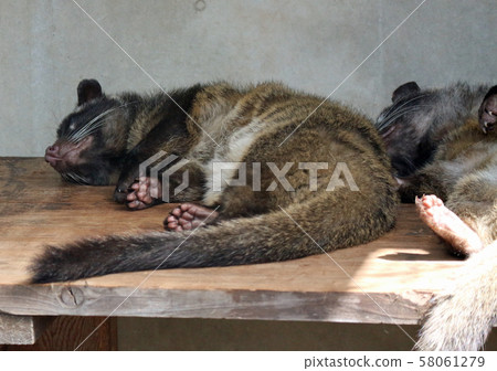 Hakubishin napping Hakubishin napping 58061279