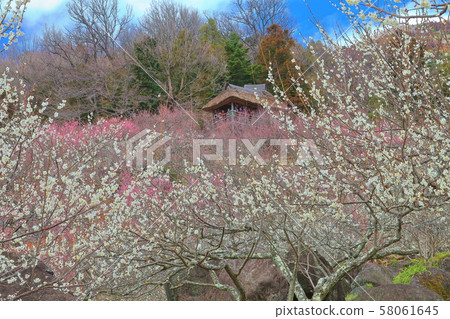 [Ibaraki Prefecture] Mt. Tsukuba Plum Festival 58061645