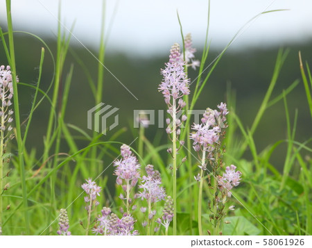 綿棗兒 綿棗兒 58061926