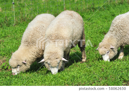 Sheep on the ranch, Gangwon-do, Korea Sheep on the ranch, Gangwon-do, Korea 58062630