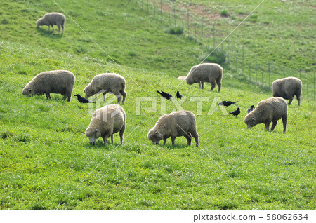 Sheep on the ranch, Gangwon-do, Korea Sheep on the ranch, Gangwon-do, Korea 58062634
