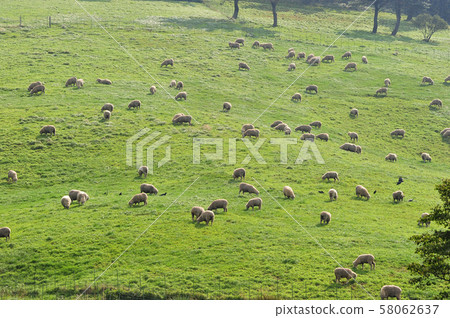 牧場上的羊,韓國江原道 牧場上的羊,韓國江原道 58062637