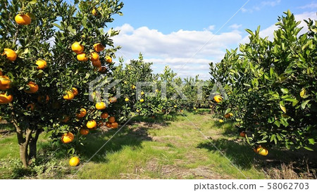 Tangerines and Aozora Tangerines and Aozora 58062703