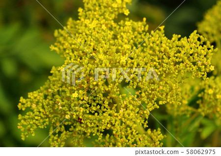 Seven herbs in autumn 58062975