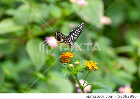 Cute butterfly sucking flower nectar 58062986