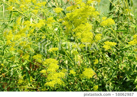 Seven herbs in autumn 58062987