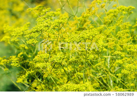 Seven herbs in autumn 58062989