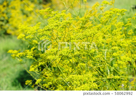 Seven herbs in autumn 58062992