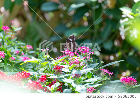 Cute butterfly sucking flower nectar 58063003