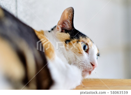 Cat 58063539