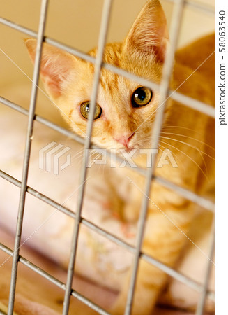 Cat 58063540