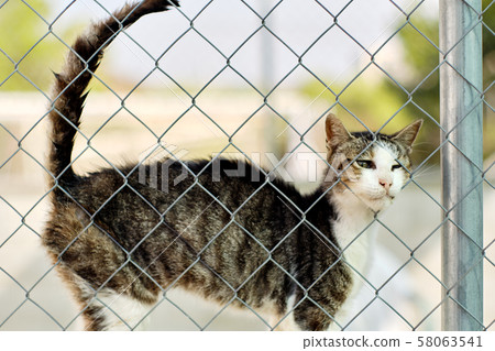 Cat 58063541