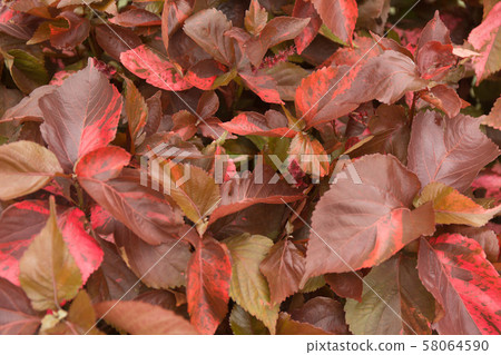 Red foliage plant. Tropic leaves background. Red foliage plant. Tropic leaves background. 58064590