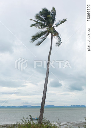 Palm on the beach. Sea landscape. Palm on the beach. Sea landscape. 58064592