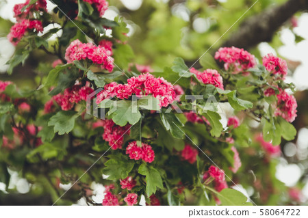 Beautiful pink flowers on branches in blue sky. Beautiful pink flowers on branches in blue sky. 58064722