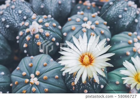Beautiful white flower of cactus astrophytum Beautiful white flower of cactus astrophytum 58066727