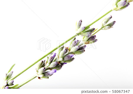 Close-Up Of Lavender Flower Against White Close-Up Of Lavender Flower Against White 58067347