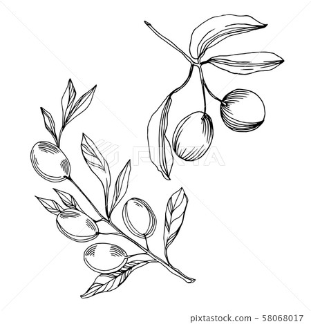 Vector Olive branch with fruit. Black and white... - Stock Illustration ...