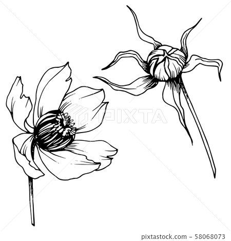 Vector Cosmos floral botanical flowers. Black and white engraved ink art. Isolated cosmea 58068073