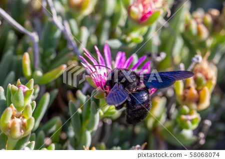 Violet Carpenter bee (Xylocopa violacea) feeding on nectar from the pink flowers of Carpobrotus succulent plants in Tuscany, Italy Violet Carpenter bee (Xylocopa violacea) feeding on nectar from the pink flowers of Carpobrotus succulent plants in Tuscany, Italy 58068074