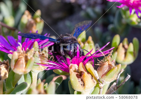 Violet Carpenter bee (Xylocopa violacea) feeding on nectar from the pink flowers of Carpobrotus succulent plants in Tuscany, Italy 58068078