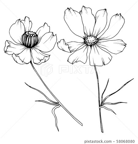 Vector Cosmos floral botanical flowers. Black... - Stock Illustration ...