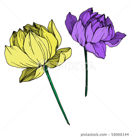 Vector Lotus floral botanical flower. Black and white engraved ink art. Isolated lotus illustration 58068144