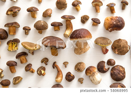 Fresh mushrooms on a white background, overhead angle 58068995