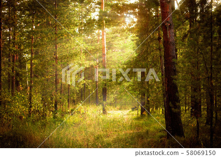 Magical autumn forest landscape. Sunrays in morning. Magical autumn forest landscape. Sunrays in morning. 58069150