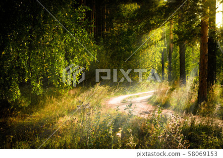 Magical autumn forest landscape. Sunrays in morning. 58069153