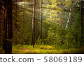 Magical autumn forest landscape. Sunrays in morning. 58069189