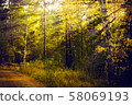 Magical autumn forest landscape. Sunrays in morning. 58069193