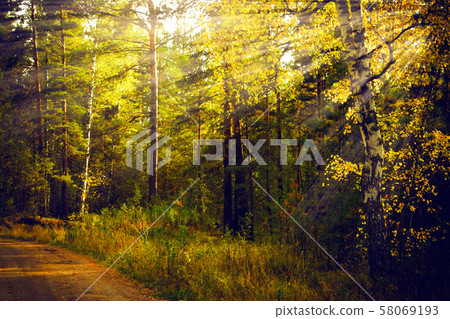 Magical autumn forest landscape. Sunrays in morning. 58069193