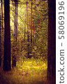Magical autumn forest landscape. Sunrays in morning. 58069196