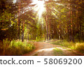 Magical autumn forest landscape. Sunrays in morning. 58069200