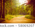 Magical autumn forest landscape. Sunrays in morning. 58069207