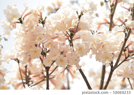 2019 ippe blanco flower 2019 ippe blanco flower 58069233