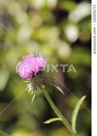 木薊 木薊 58069255