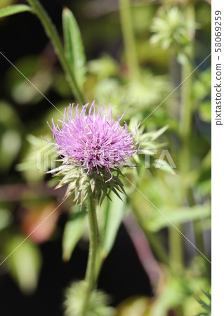 木薊 木薊 58069259