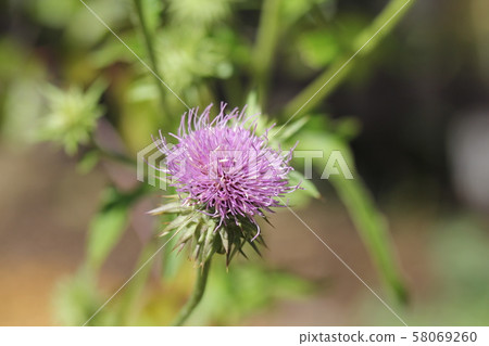 木薊 58069260