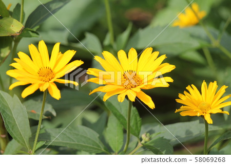Heliopsis Pressing Ham Double Blue Heliopsis Pressing Ham Double Blue 58069268