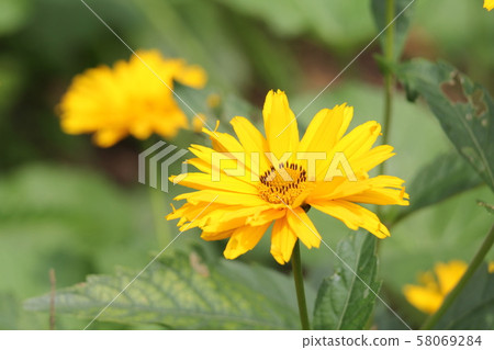 Heliopsis pressingham double blue Heliopsis pressingham double blue 58069284