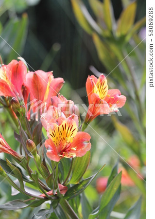 Alstroemeria Alstroemeria 58069288