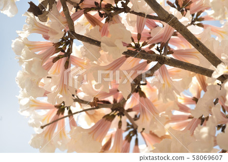 2019 Ippee布蘭科 2019 Ippee布蘭科 58069607