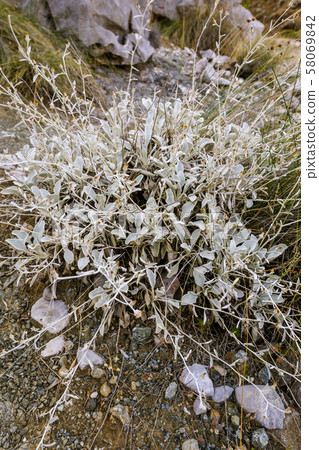 Buds of Turkish sage 58069842