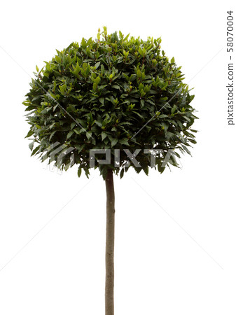 Bay tree (Laurus Nobilis) Bay tree (Laurus Nobilis) 58070004
