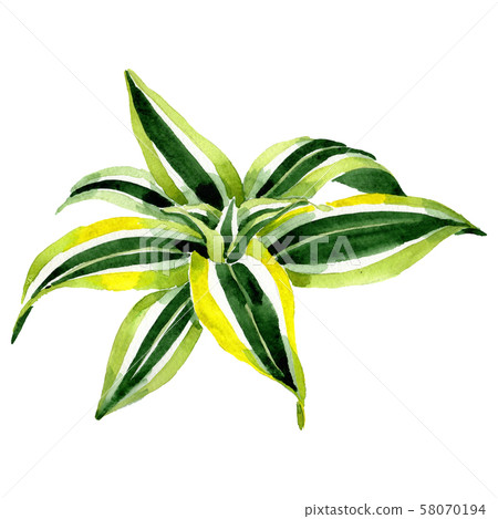 Dracaena floral botanical flowers. Watercolor background set. Isolated dracaena illustration element 58070194