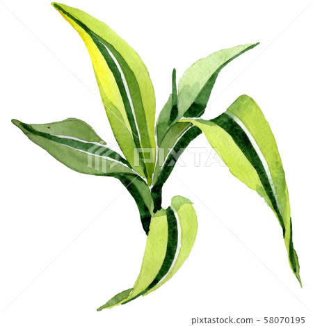 Dracaena floral botanical flowers. Watercolor background set. Isolated dracaena illustration element 58070195