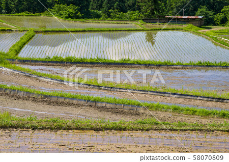 Terasaka Rice terrace after rice planting 58070809